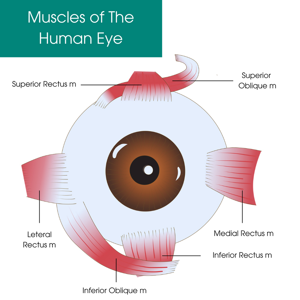 Muscles of the Human Eye